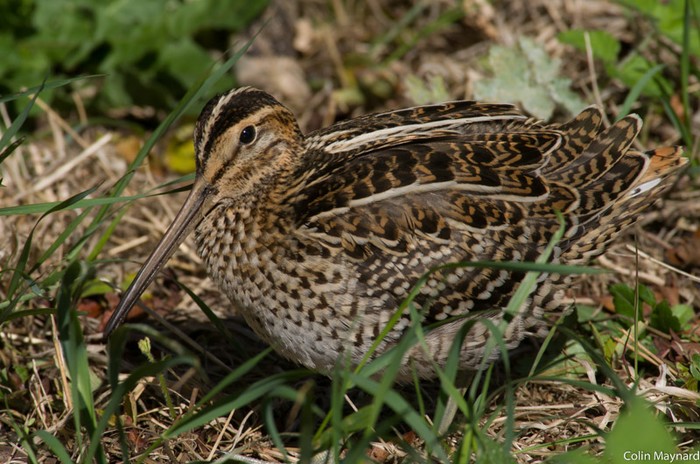 Great Snipe