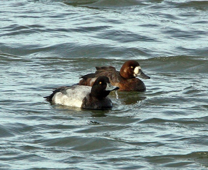 Scaup