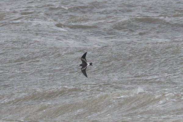 Leach's Petrel