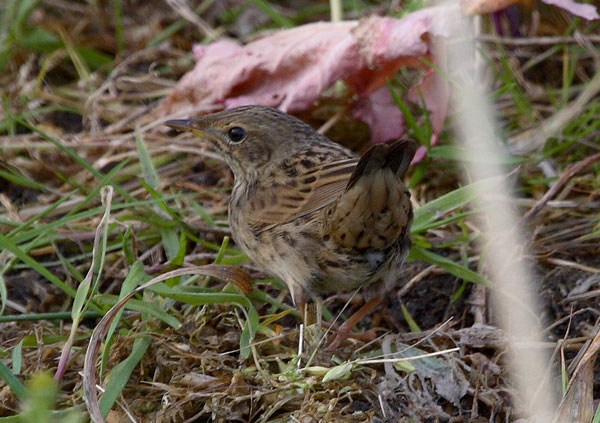 Lanceolated Warbler