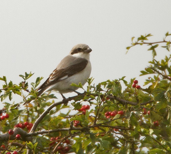 Lesser Grey Shrike