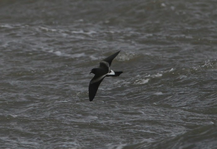 Leach's Petrel