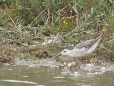 Wilson's Phalarope