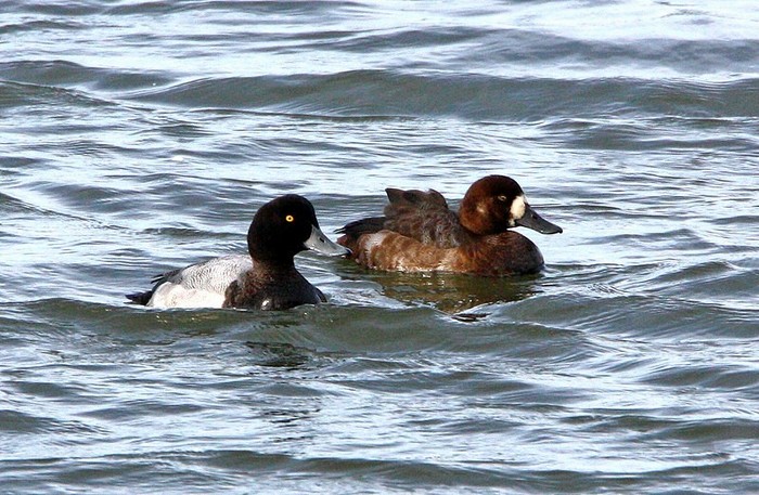 Scaup