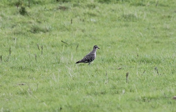 American Golden Plover