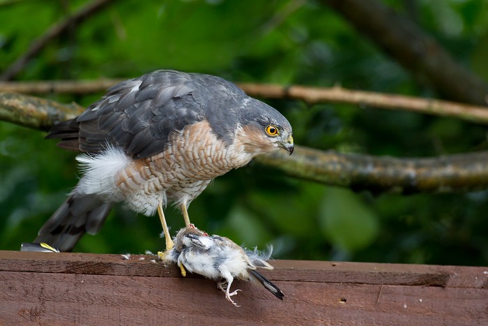 Sparrowhawk