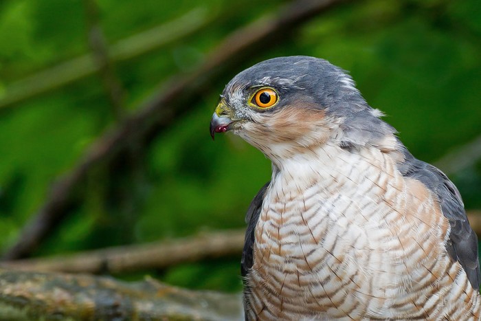 Sparrowhawk