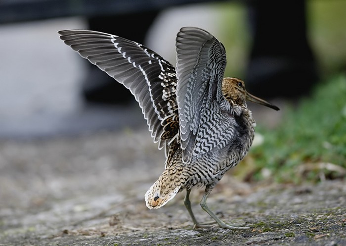 Great Snipe