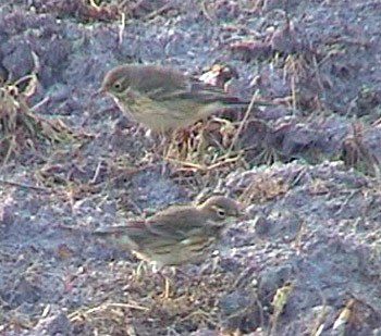 Buff-bellied Pipit