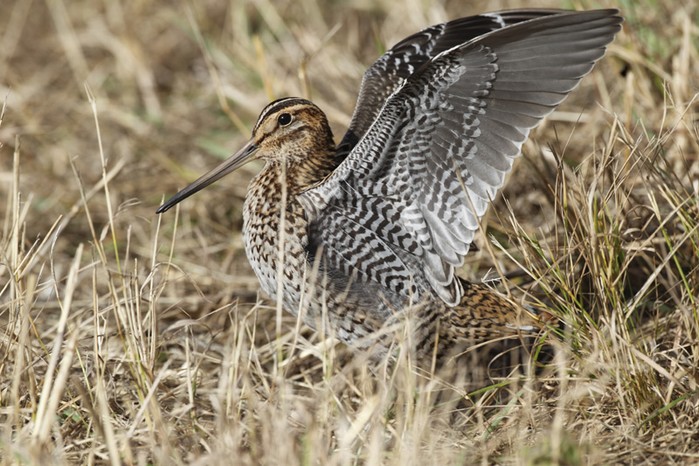 Great Snipe