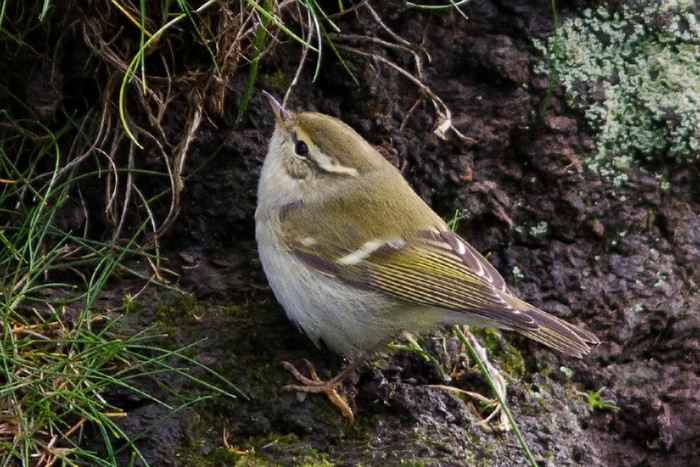 Yellow-browed Warbler