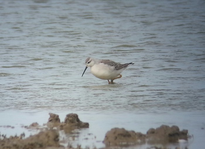 Wilson's Phalarope