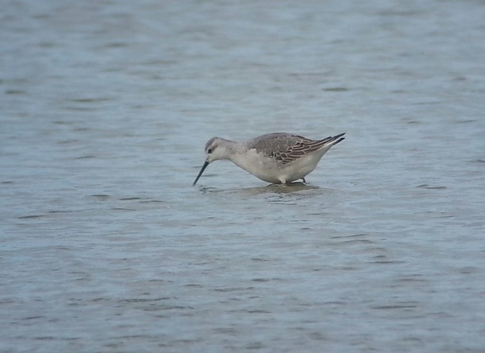 Wilson's Phalarope