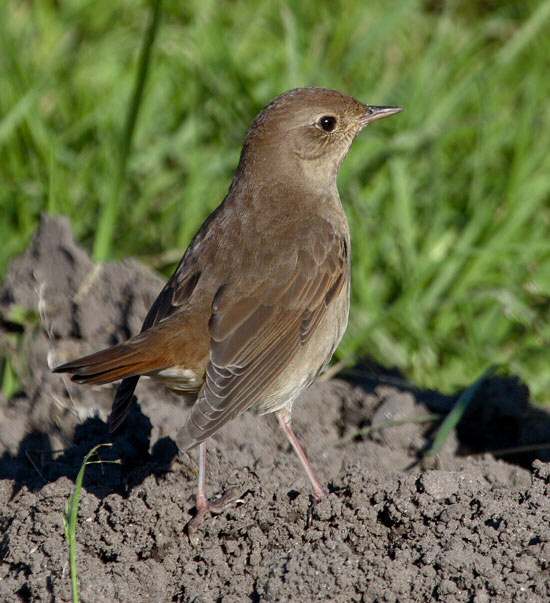 Thrush Nightingale