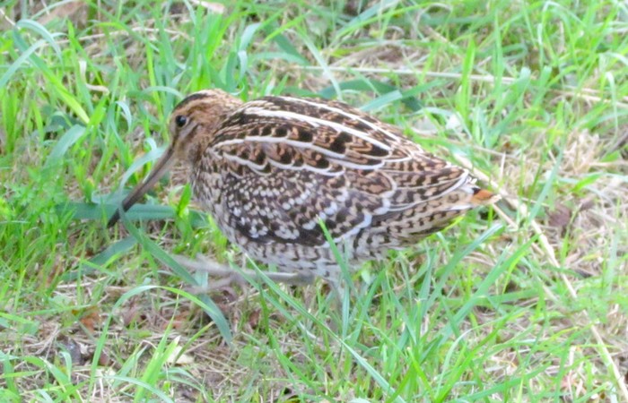 Great Snipe