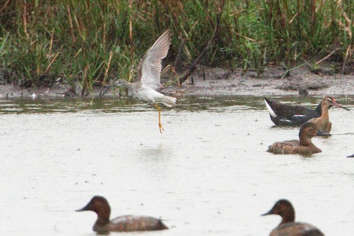 Lesser Yellowlegs