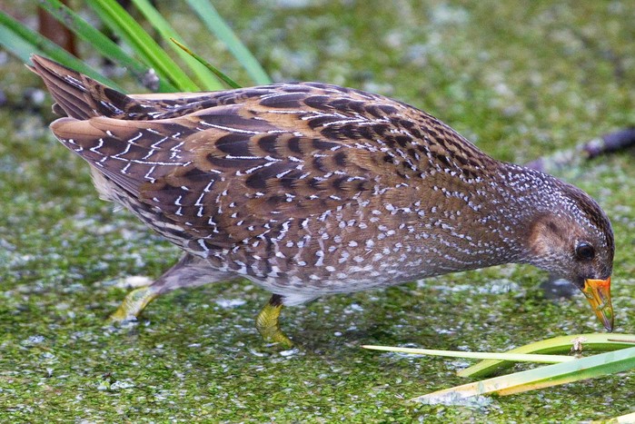 Spotted Crake