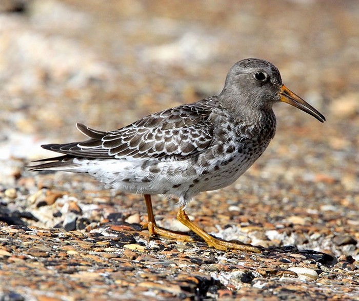 Purple Sandpiper