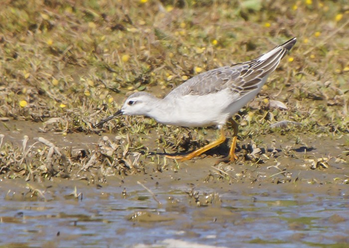 Wilson's Phalarope