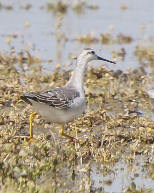 Wilson's Phalarope