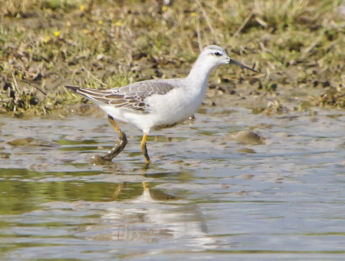 Wilson's Phalarope
