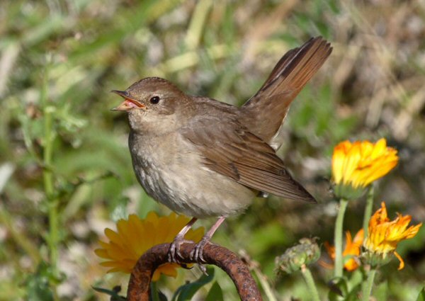 Thrush Nightingale