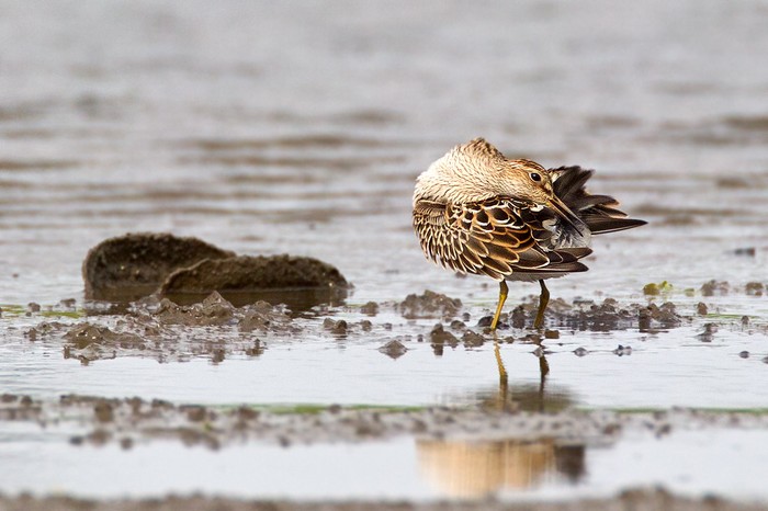 Pectoral Sandpiper