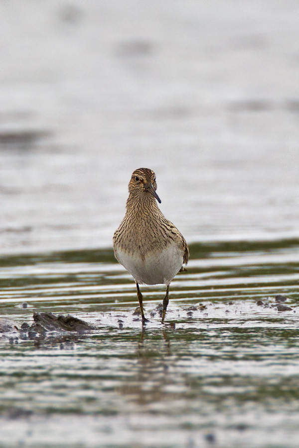 Pectoral Sandpiper