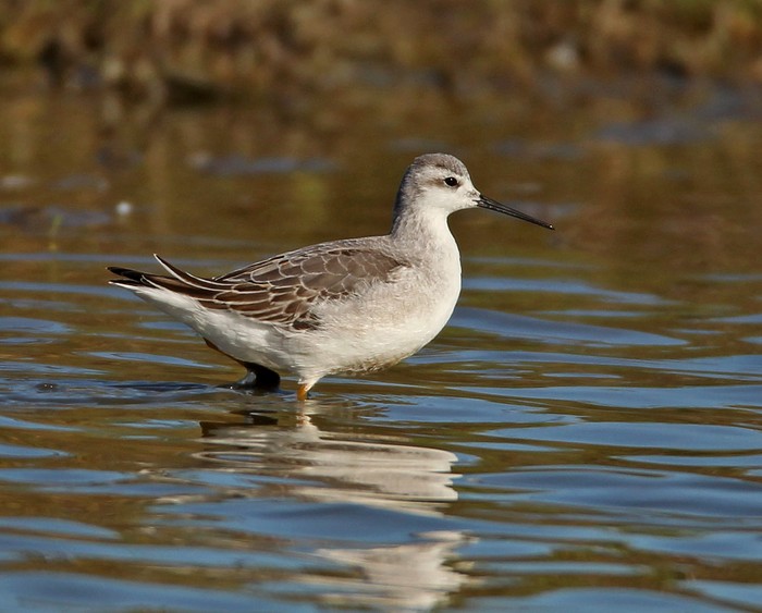 Wilson's Phalarope