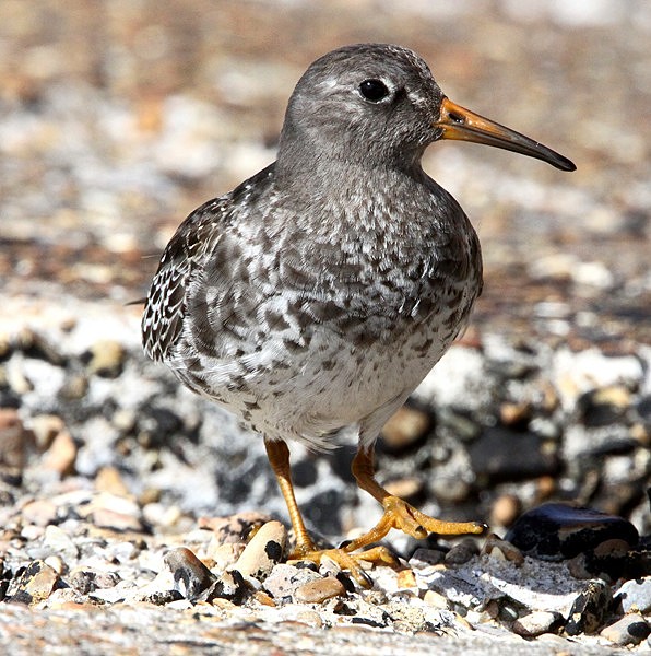 Purple Sandpiper