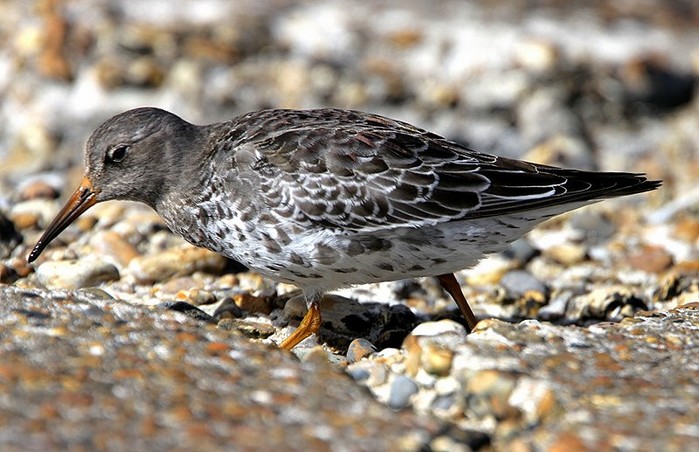 Purple Sandpiper