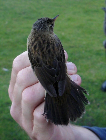 Pallas's Grasshopper Warbler