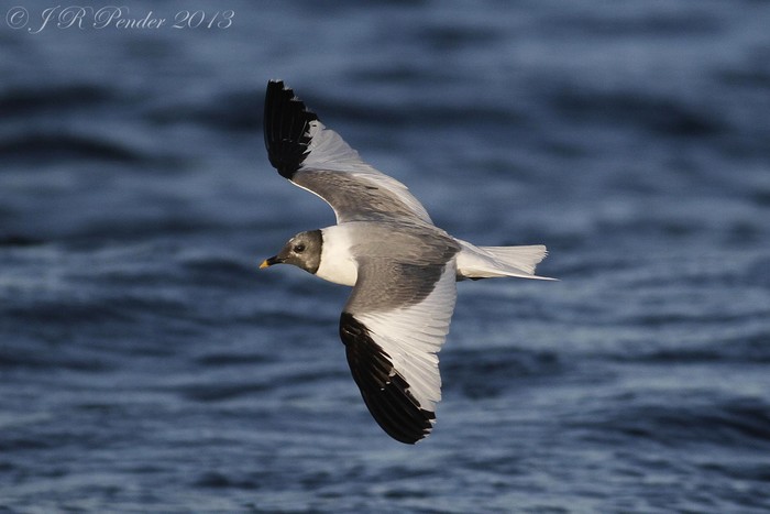 Sabine's Gull
