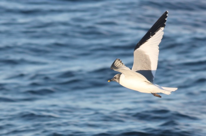 Sabine's Gull