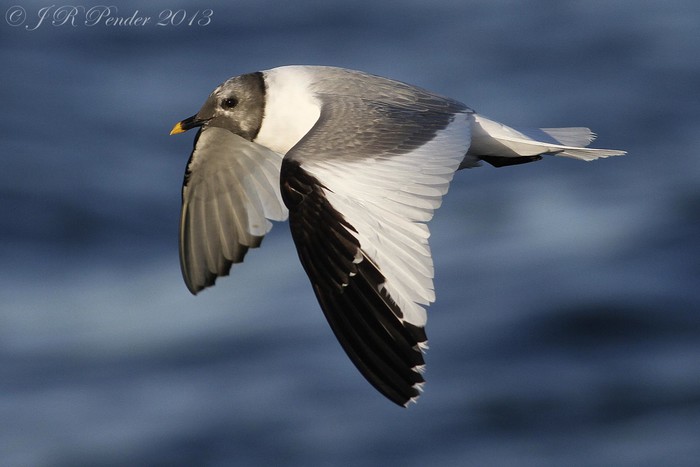 Sabine's Gull