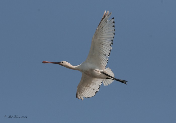 Spoonbill