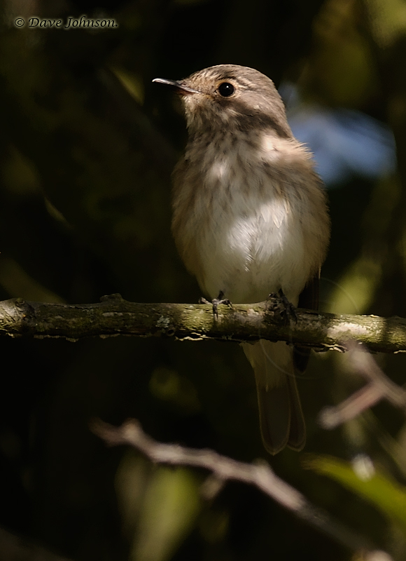 Spotted Flycatcher