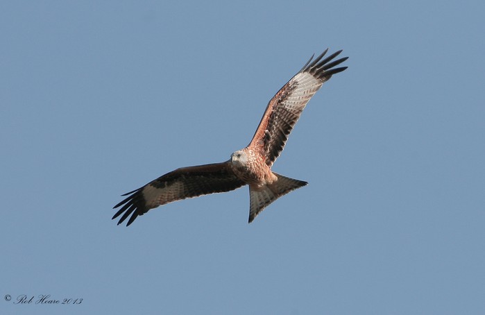 Red Kite