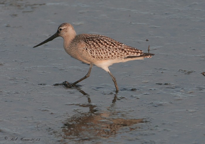 Bar-tailed Godwit