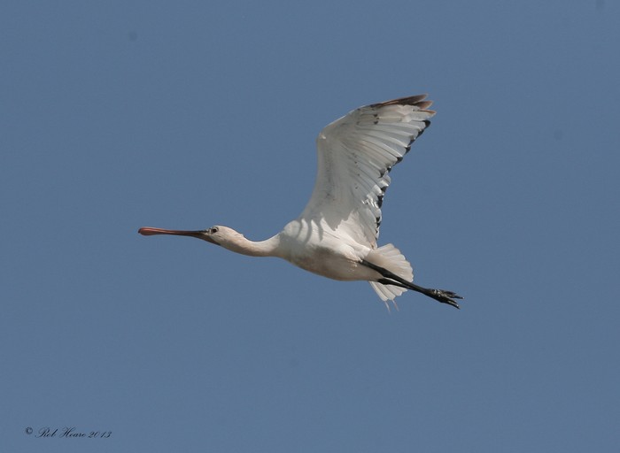 Spoonbill