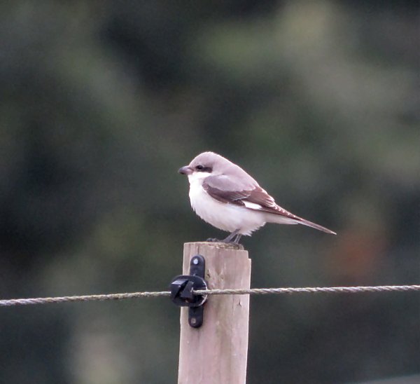 Lesser Grey Shrike
