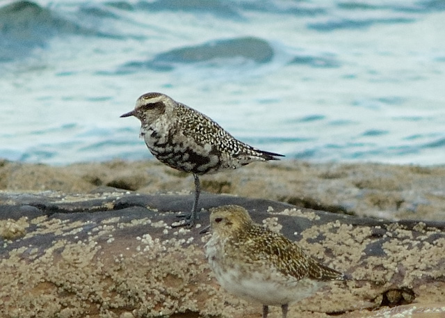 American Golden Plover