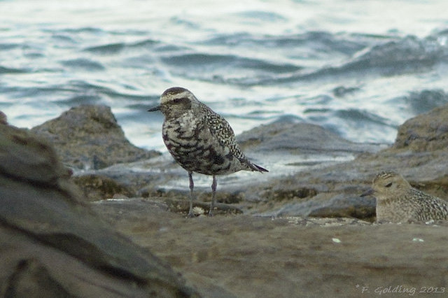 American Golden Plover