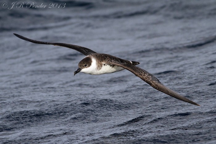 Great Shearwater