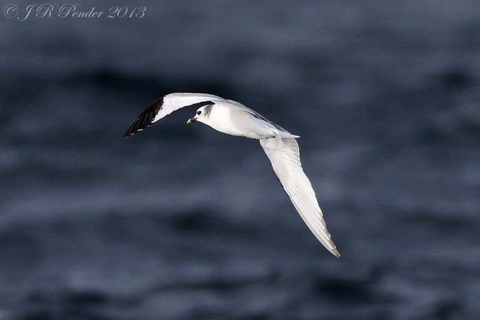 Sabine's Gull