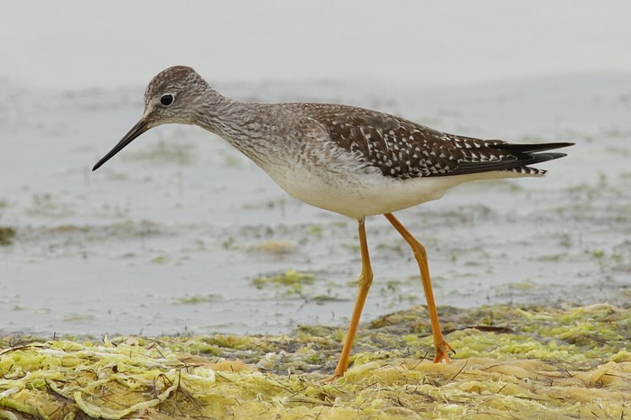 Lesser Yellowlegs
