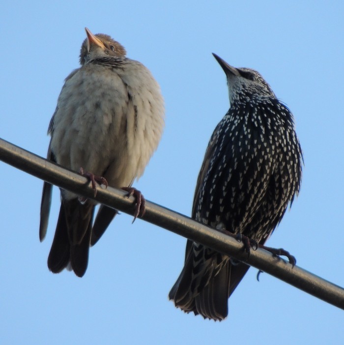 Rose-coloured Starling