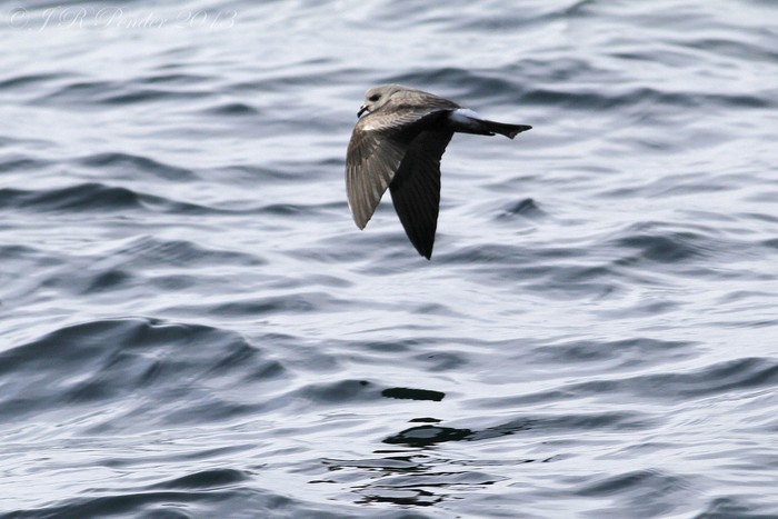 Leach's Petrel