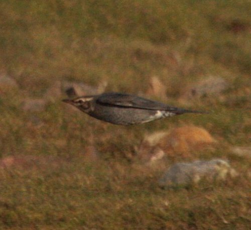 Siberian Thrush