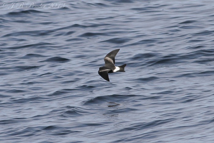 Leach's Petrel